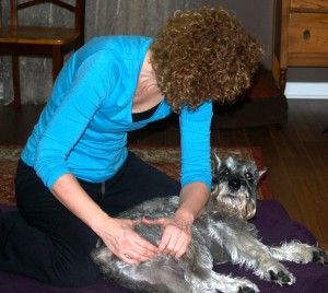 Canine Massage Therapy 