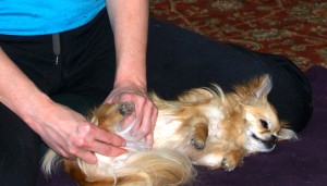 Ruby enjoying her massage
